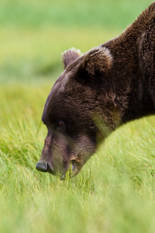 Grazing Grizzly Bear